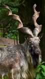 Capra falconeri Markhor Parc Bouillon 31082014 2.jpg