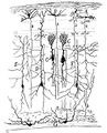 Drawing of a section through the optic tectum of a sparrow, from "Estructura de los centros nerviosos de las aves", Madrid, 1905.