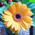 Gerbera sp. (Mutisoideae). Note the zygomorphic disc flowers.