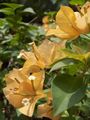 Yellow bougainvillea