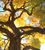 CottonwoodFall.jpg