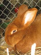 Kaninchen1.jpg
