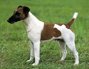 Odogs00034p4.jpg