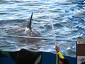 Orcas at Loro Parque 02.JPG
