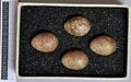 Eggs, Collection Museum Wiesbaden