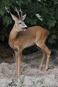 Capreolus (js)11.jpg