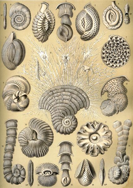 ملف:Haeckel Thalamophora 12.jpg