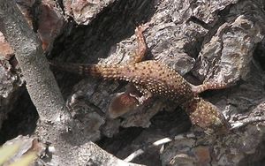 Hemidactylus turcicus2.jpg