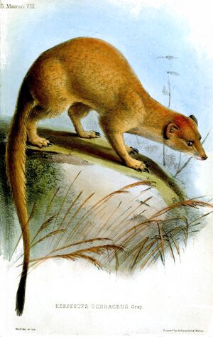 HerpestesOchraceusWolf.jpg