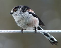 Long tailed Tit on a washing line - geograph.org.uk - 1714032.jpg