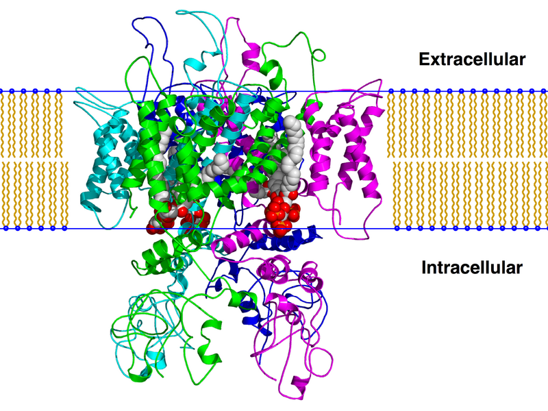 ملف:Trpv1 pip2 bilayer.png