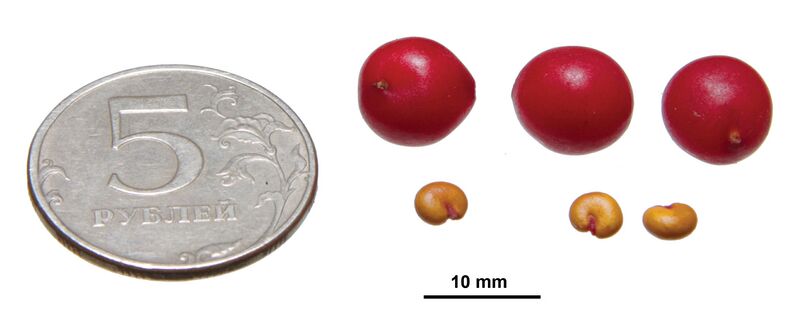 ملف:Schisandra chinensis berries&seeds.jpg