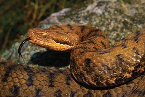 Vipera-aspis-aspis-1.jpg