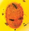 Termitaradus mitnicki (dorsal view).jpg