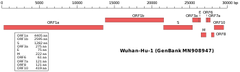 2019-nCoV genome.svg