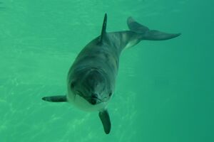 Ecomare - bruinvis Michael in 2015 (bruinvis-michael2015-9313-sw).jpg