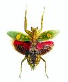 Preserved Creobroter gemmatus with open wings