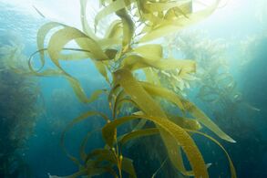 Giant kelp, a brown algae, is not a true plant, yet it is multicellular and can grow to 50m.