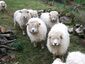 Longwool sheep, Heronslake - geograph.org.uk - 655806.jpg