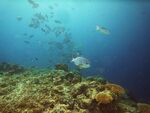 An underwater view of coral and fishes.