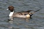 Northern Pintail (Male) I2 IMG 1123.jpg