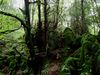 Puzzlewood.jpg
