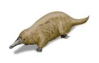 Steropodon galmani