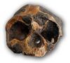 Tchadanthropus uxoris front w.jpg
