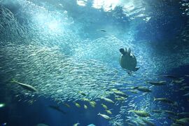 Ōarai Aquarium