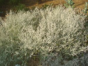 Aerva tomentosa.JPG