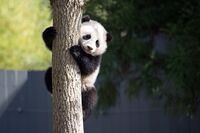 Bao Bao Tree.jpg