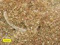 Biosparite limestone of the Brassfield Formation (Lower Silurian) near Fairborn, Ohio, showing grains mainly composed of crinoid fragments.