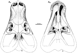 Cradognathus holotype AMG 4208.png