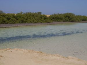 Ras Mohammed Mangrovie.JPG