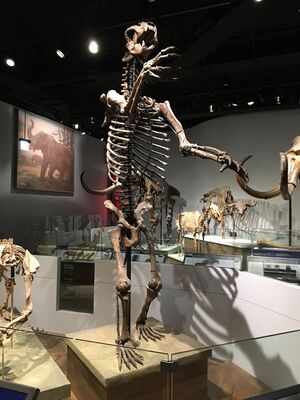 Short Faced Bear FMNH.jpg