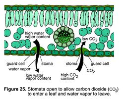 The mechanismof transpiration.jpg