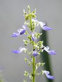 (Coleus-false spike)