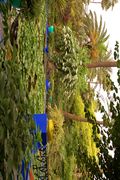 Maroc Marrakech Majorelle Luc Viatour 14.jpg