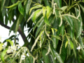 Male catkins of Japanese chestnut (Castanea crenata), Chiba, Japan, mid-June.