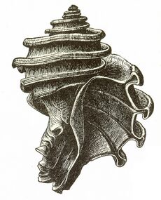 Ecphora gardnerae.jpg