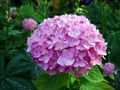 Hydrangea flowers, Srinagar, Kashmir, India.