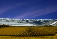 Vineyard in Mendoza.
