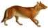 Aelurodon illustration.png