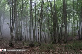 Caspian Hyrcanian Mixed Forests in Northern Iran 12.jpg