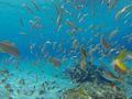 Underwater