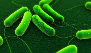 Green-dana-cells.jpg