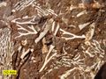 Bryozoan fossils in Ordovician kukersite oil shale, northern Estonia