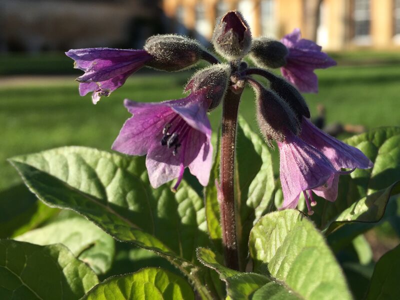 ملف:Physochlaina orientalis 03.jpg