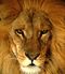 Darica Lion 07174.jpg