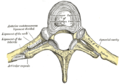 Costotransverse articulation. Seen from above.